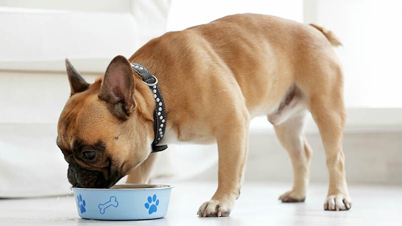 Dog eating